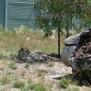 Halls Gap Zoo - Cheeta