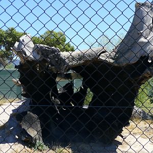 Halls Gap Zoo - Cheeta climbing log