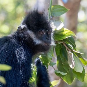 Francois Langur