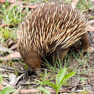 Echidna