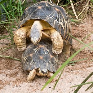 Radiated Tortoises