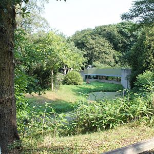 Outdoor-enclosure Gorilla - Mangabey
