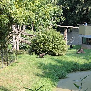 Gorilla - Mangabey outdoor-enclosure