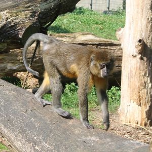 Golden-bellied mangabey