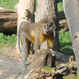 Golden-bellied mangabey