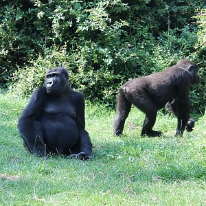 Western lowland gorillas