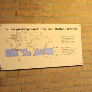 Distribution of mangroves