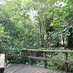 Pathway through the Mangroves