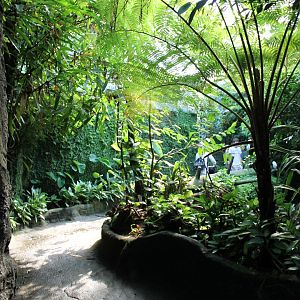 Path through the Mangrove