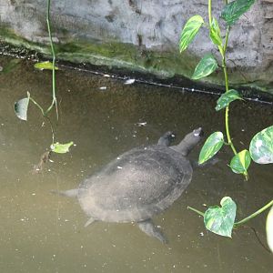 Malaysian giant pond turtle