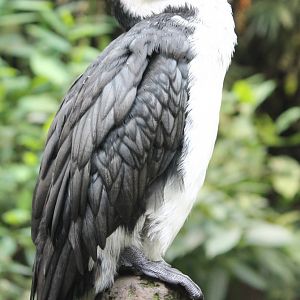 Little pied cormorant