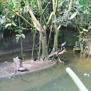 Pond in the Mangrove-hall
