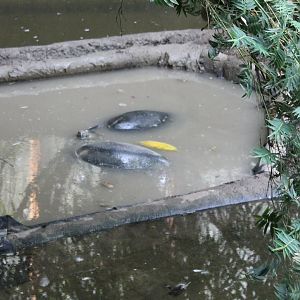 Malaysian giant pond turtles