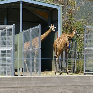 Halls Gap Zoo - Girraffs