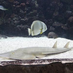 Guitarfish