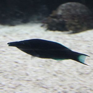 Bird wrasse