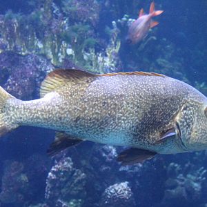 Grouper ID