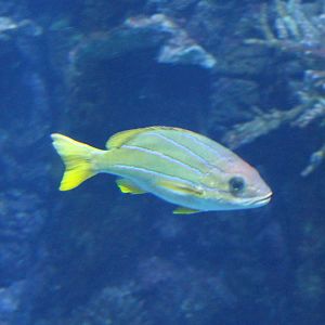 Blue and gold snapper - Lutjanus viridis