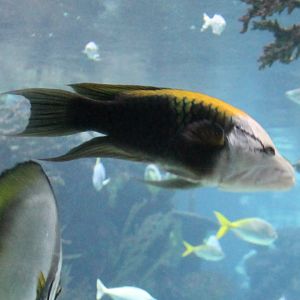 Slingjaw Wrasse (Epibulus insidiator)