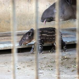 Newborn Baird's Tapir