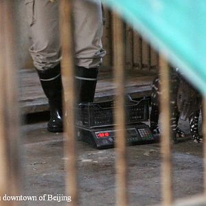 Keepers weighting the newborn Baird's tapir