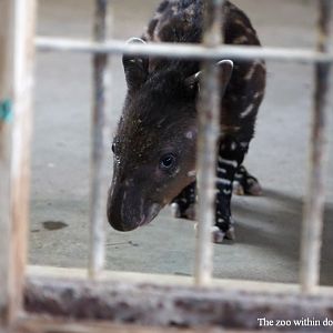 Newborn Baird's tapir