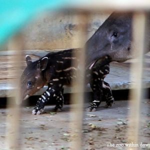 Newborn Baird's tapir and his mother