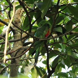 Papuan king parrot
