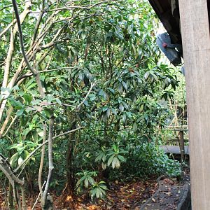 View in the Mangroves