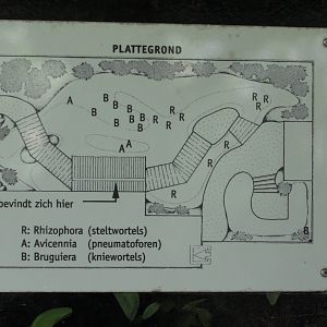 Plan of the Mangroves