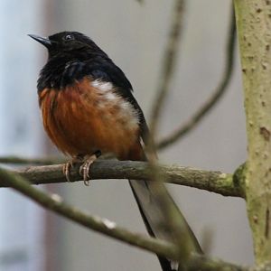 White-rumped shama