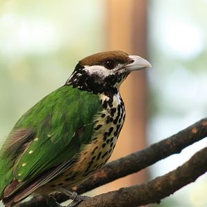 White-eared catbird