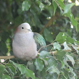 Chestnut-naped imperial pigeon