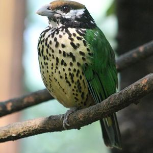 White-eared catbird