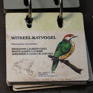 Sign White-eared catbird