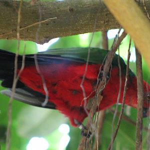 Papuan King Parrot