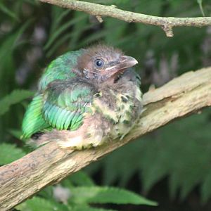 Juvenile White-eared catbird