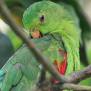 Red-winged parrot