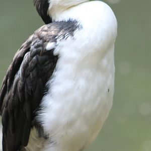 Little pied cormorant