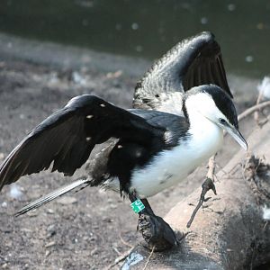Little pied cormorant