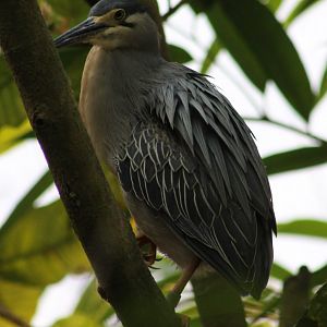 Striated heron