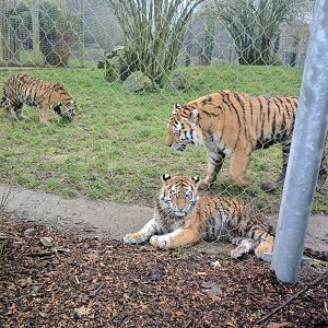 Amur Tigers @ Marwell