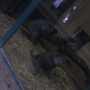 Hamatryas Baboons