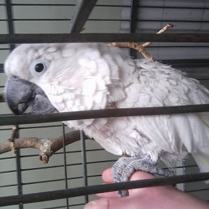 Blye-eyed cockatoo, ex-pet, solitary.