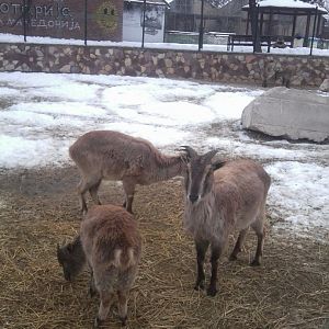 Himalayan Tahr