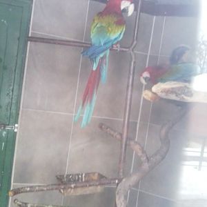 Green-winged Macaw