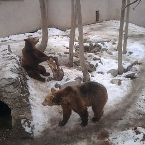 Brown Bears