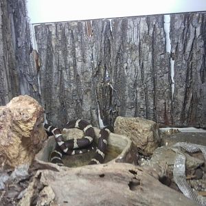 California King Snake