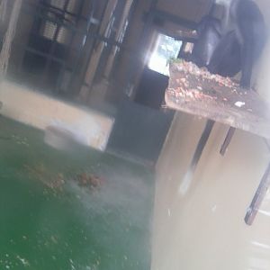 Cherry Crowned Mangabey