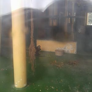 Cherry-crowned Mangabey